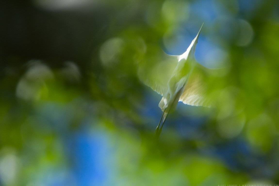 Большая белая цапля, Алексей Лобанов