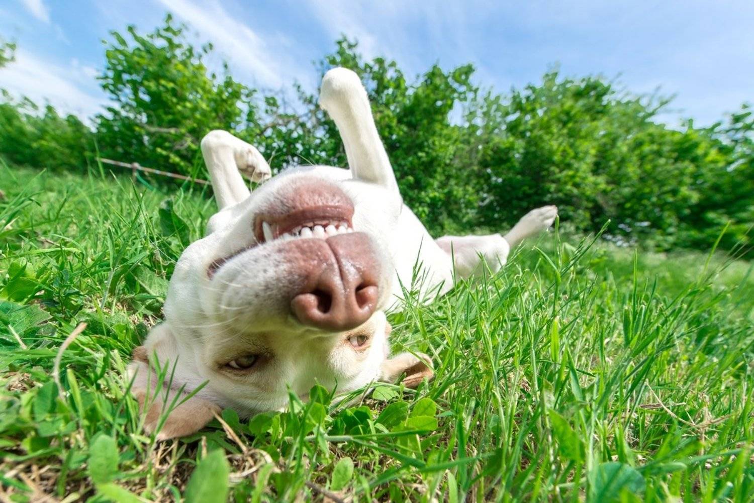 , Алексей Яковлев