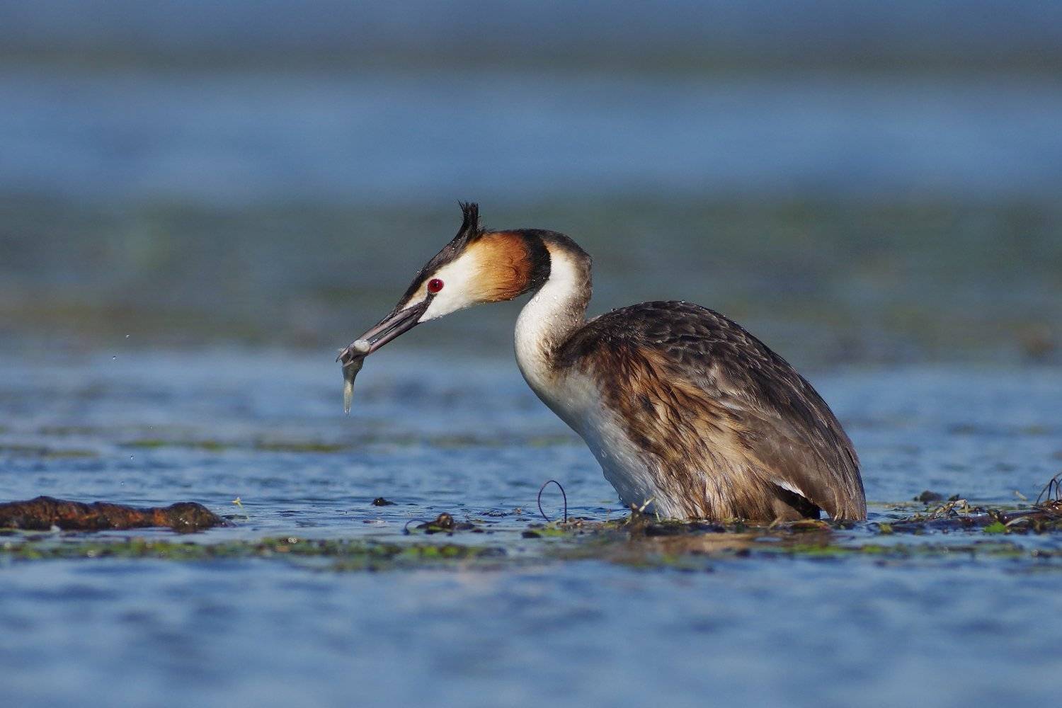 чомга, голям гмурец, Евгени Стефанов