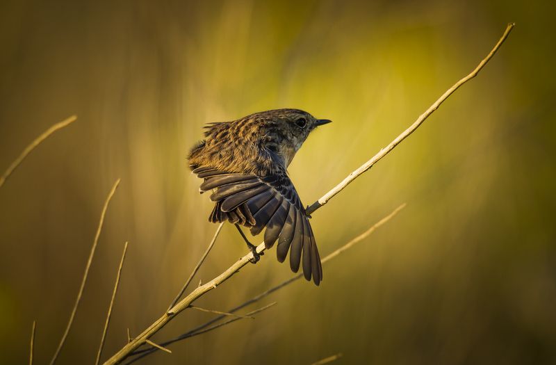 выпустить элероны фото превью