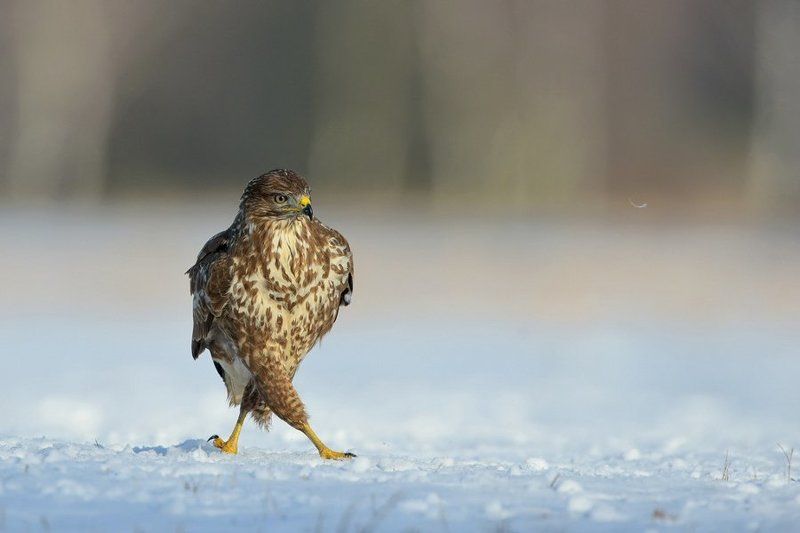 Tancerz фото превью