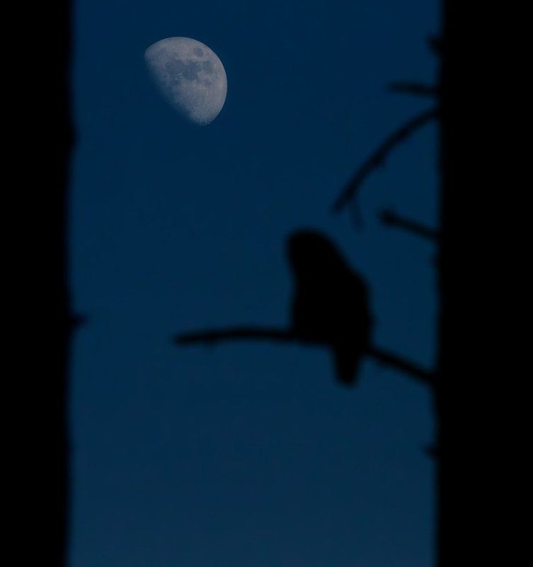 Про сову фото превью