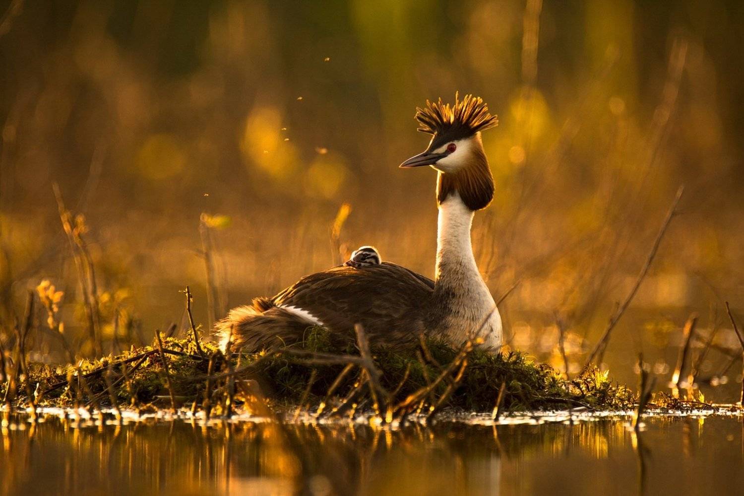 , Дмитрий Вилюнов