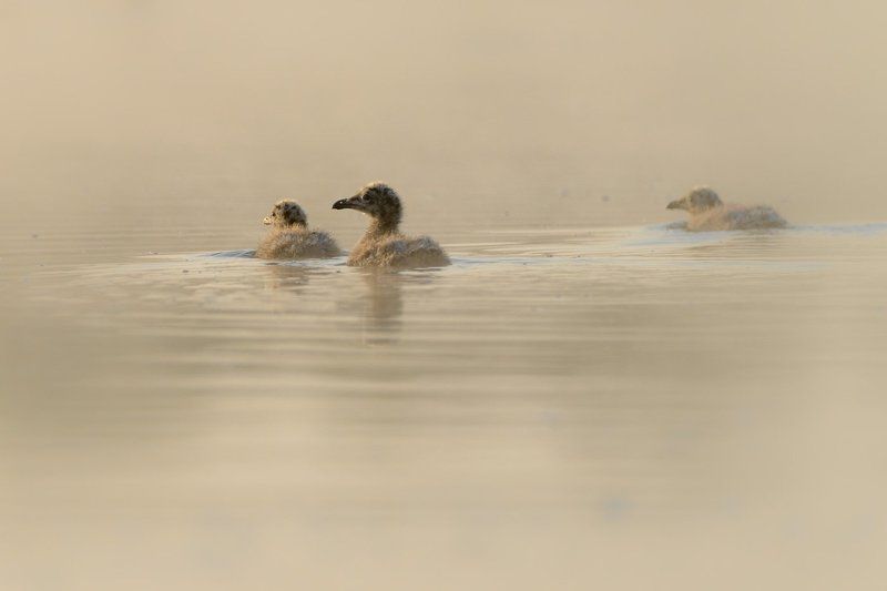 халей, туман, озеро, птицы, птенцы, Сибирь Утренняя заплывка фото превью