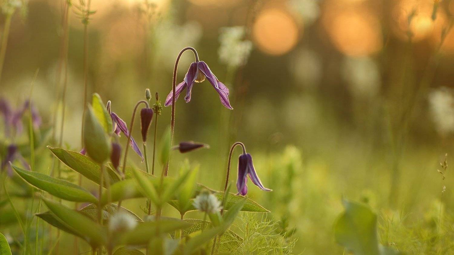 Clematis integrifolia, Ломонос цельнолистный, Ломонос цельнолистный Clematis i, Роман Рысь