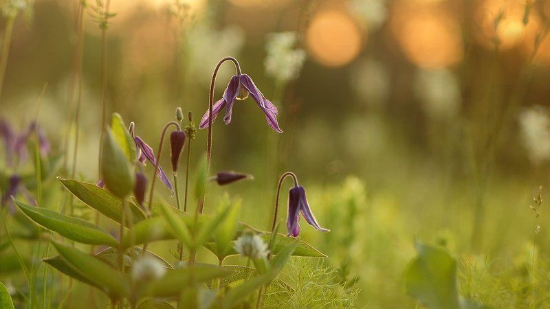 Огни вечернего луга фото превью