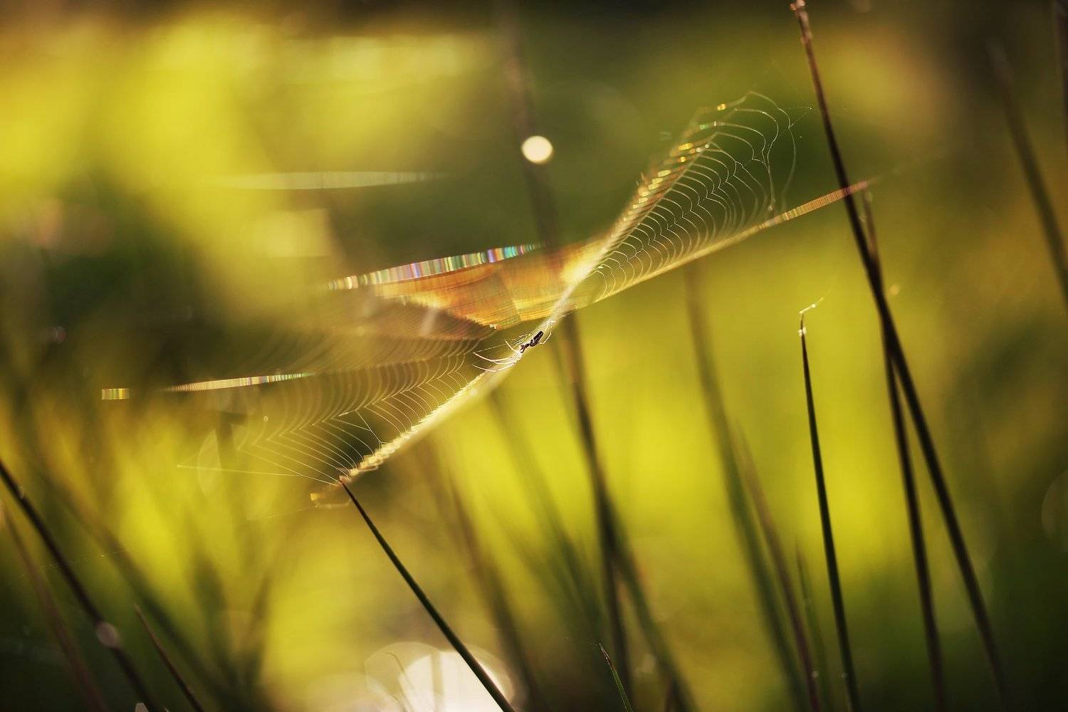 ***, Юлия Войнич