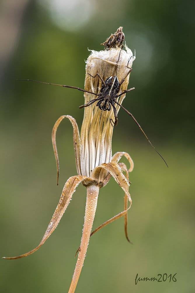 , Игорь ФУММ