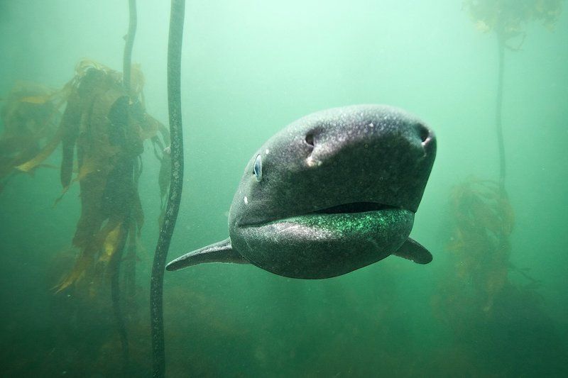 ЮАР, Акулы Семижаберная акула фото превью