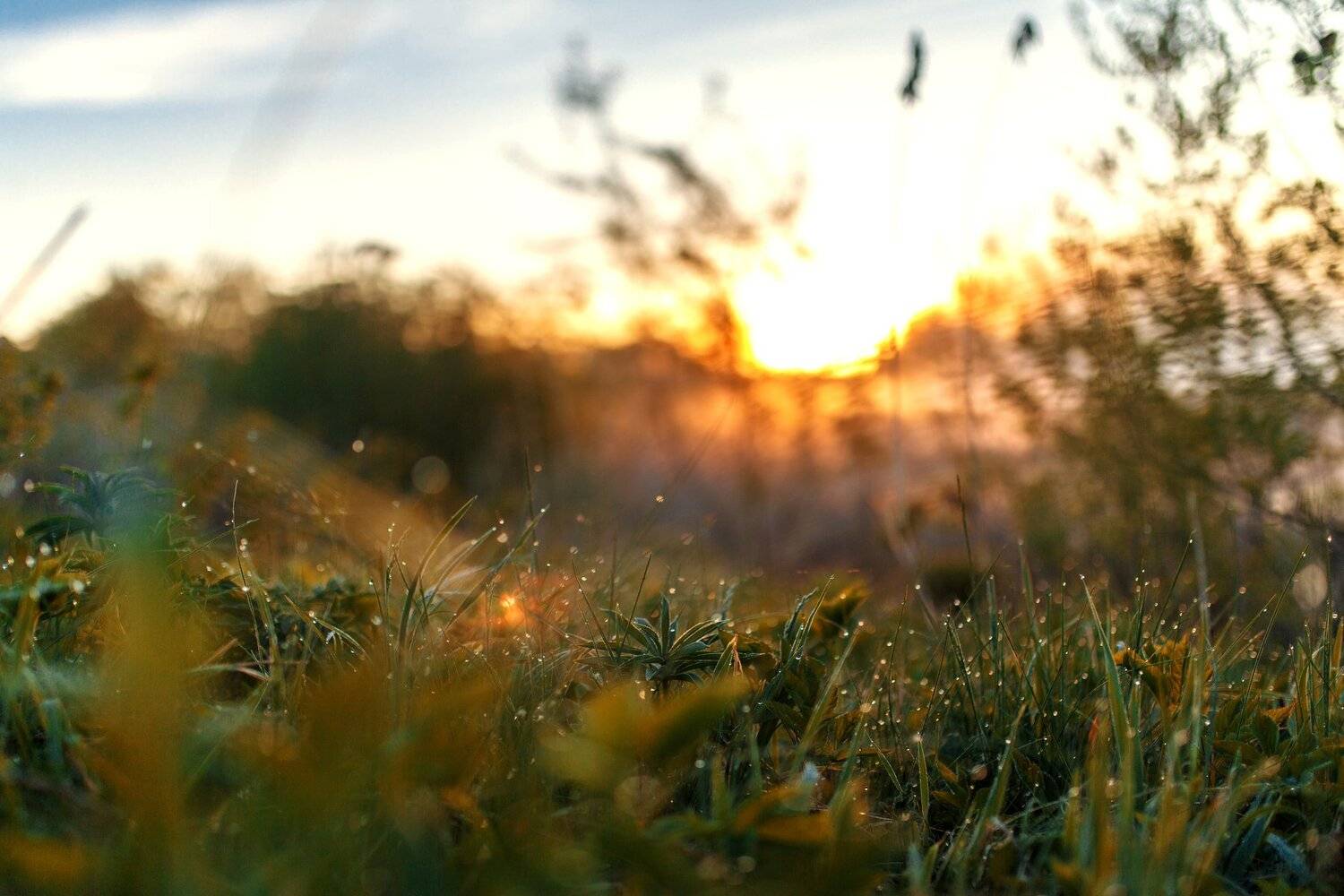 Восход, Капли, Роса, Трава, Утро, Цвелёв Дмитрий