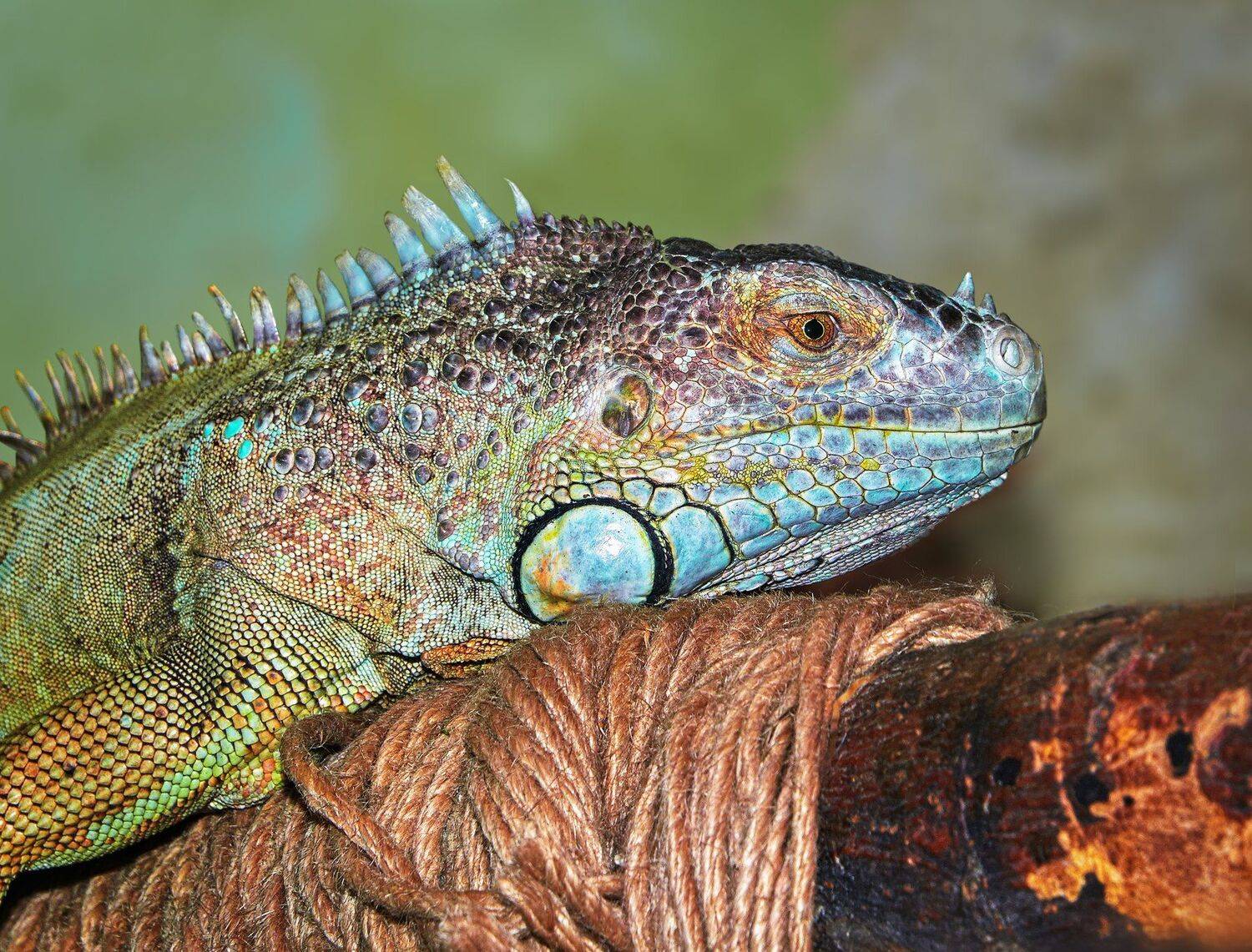 , Олег Богданов