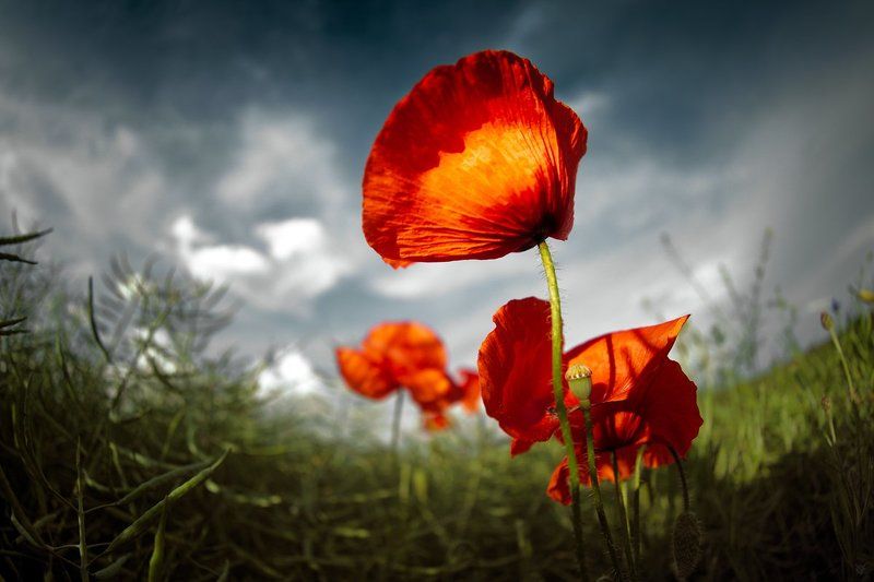 poppy, flower, sky,мак Fleeting scarlet фото превью
