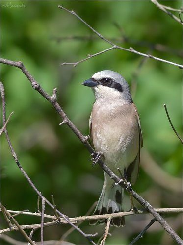 Из жизни жуланов...