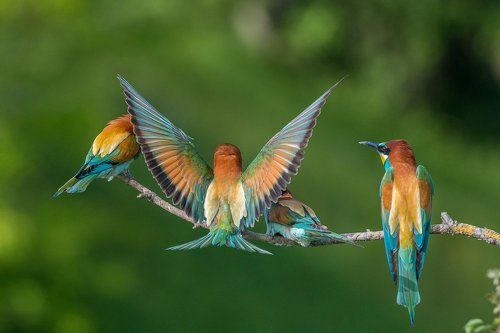 European Bee-eater
