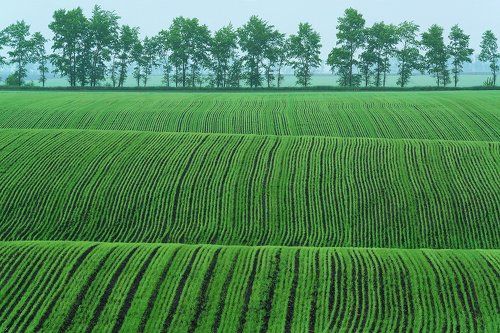 Ковровые дорожки весны