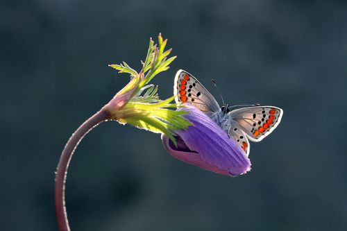 brown argus