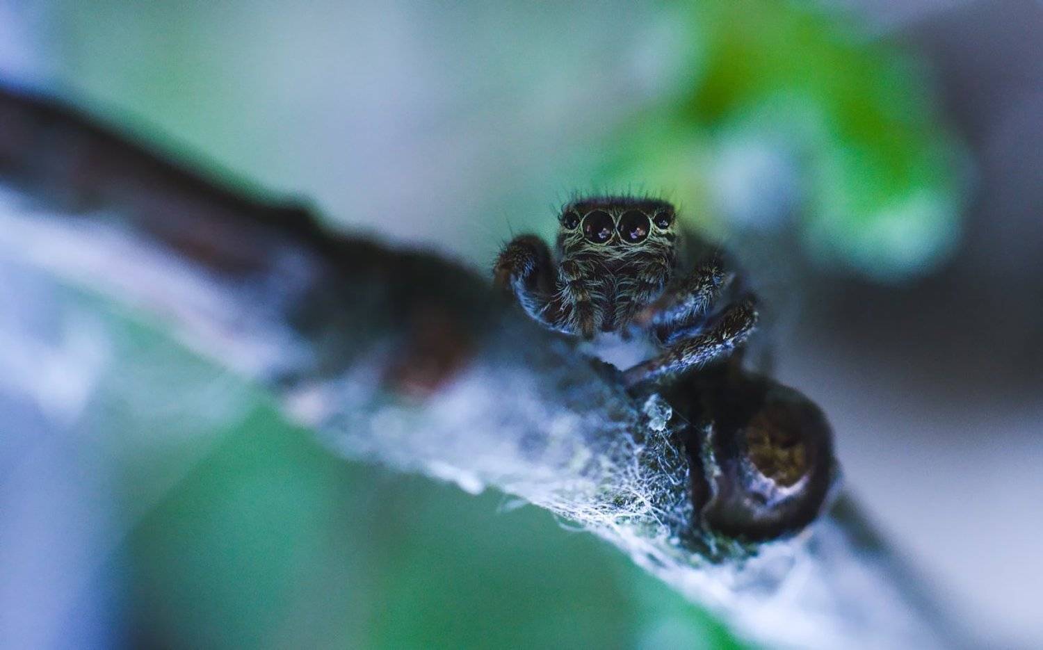 макро, паук, скакун, macro, spider, salticidae, Дмитрий