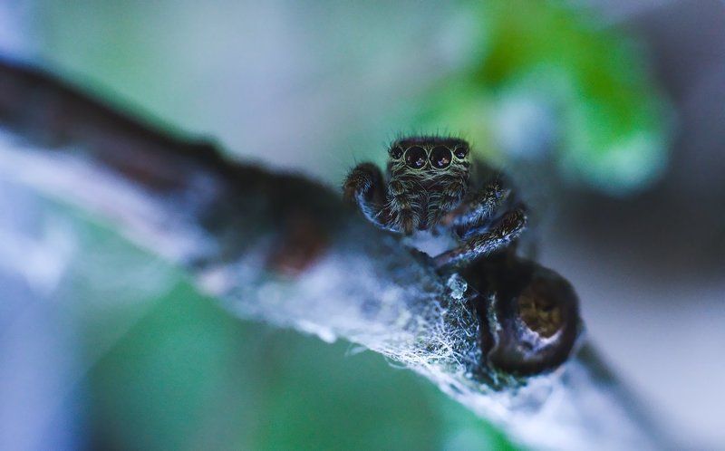 макро, паук, скакун, macro, spider, salticidae  фото превью