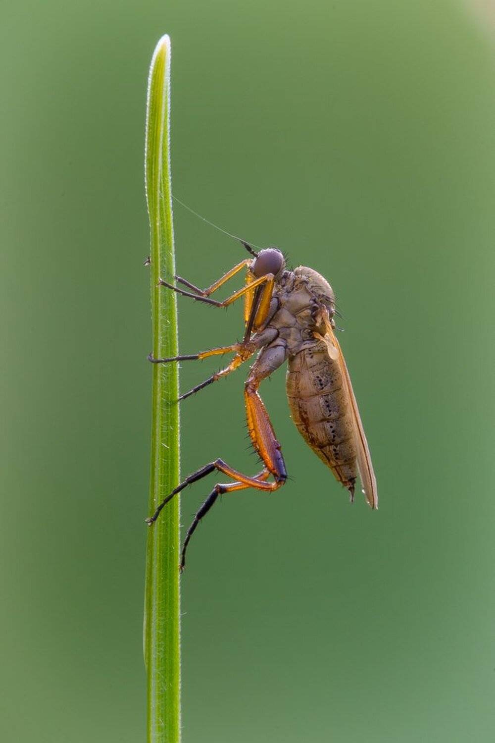 , Кузнецов Дмитрий