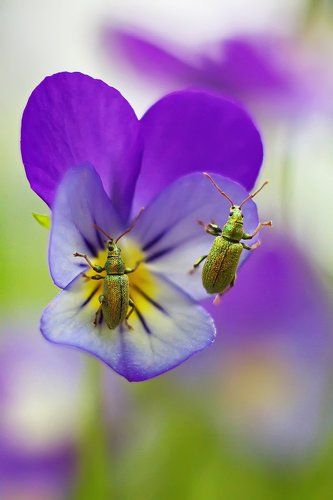 О дикой фиалке