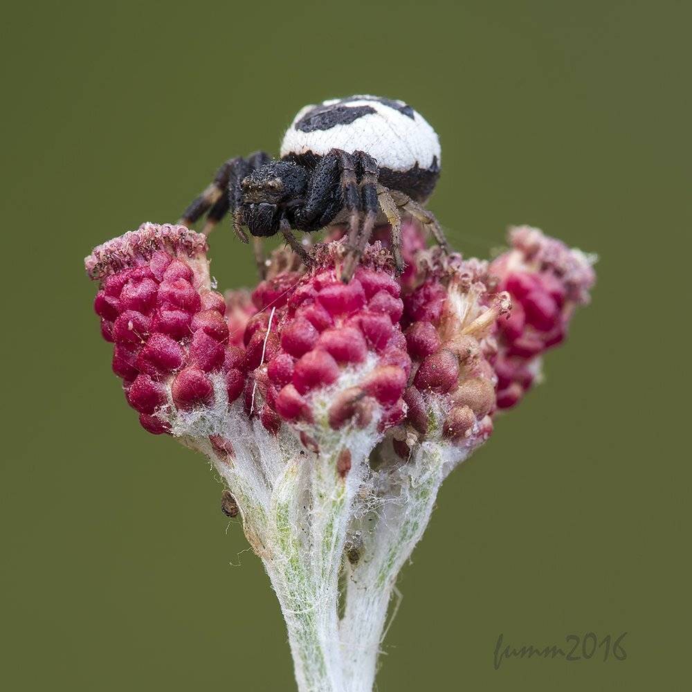 , Игорь ФУММ