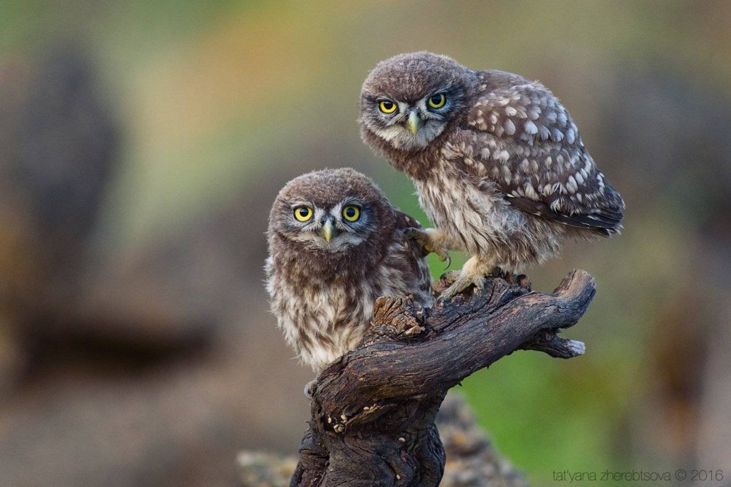 my-mriya, домовый сыч, Татьяна Жеребцова