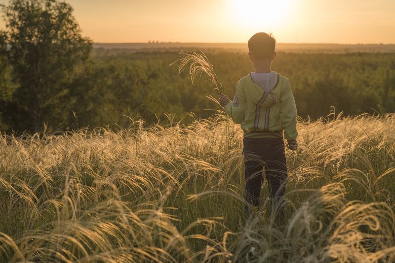 пейзаж, природа, закат, вечер, лето, поле Цветущий ковыль фото превью
