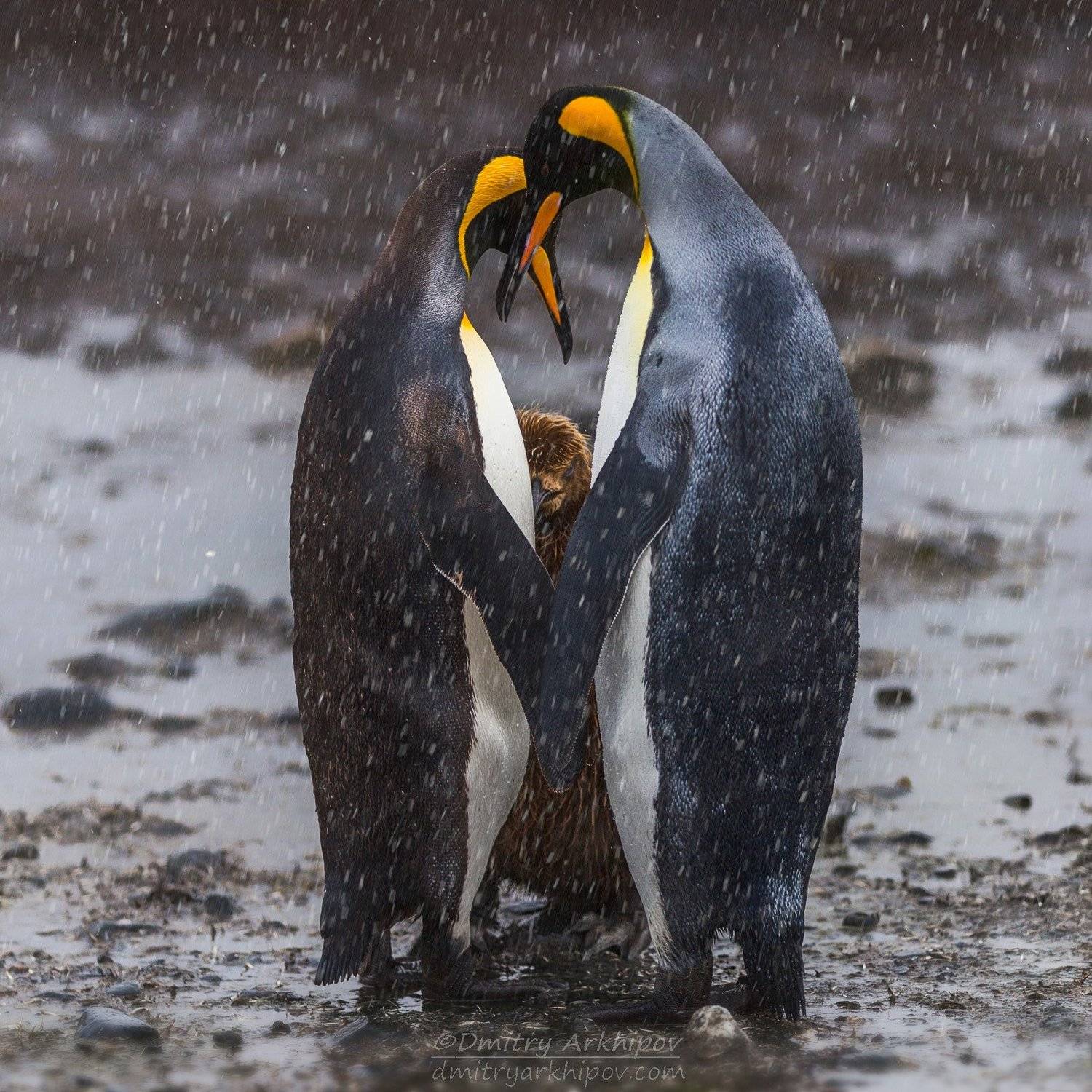 , Дмитрий Архипов