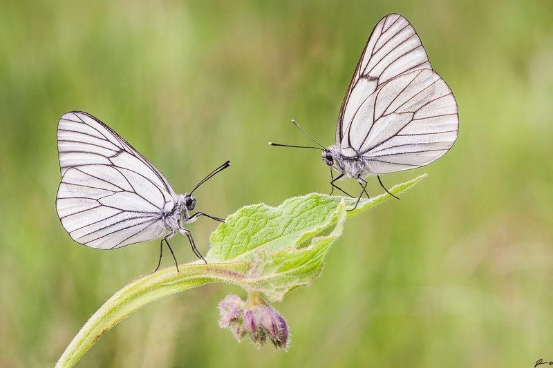 Insect, Macro, Makro, Nature, Wildlife Aporia crataegi фото превью