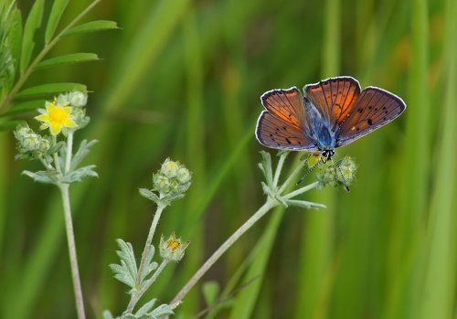 Червонец фиолетовый