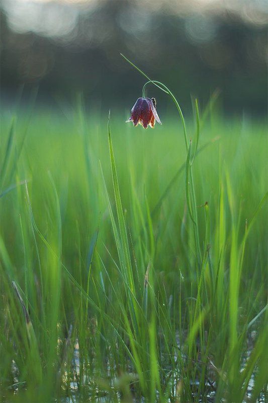 Красота вечерних рябчиков фото превью