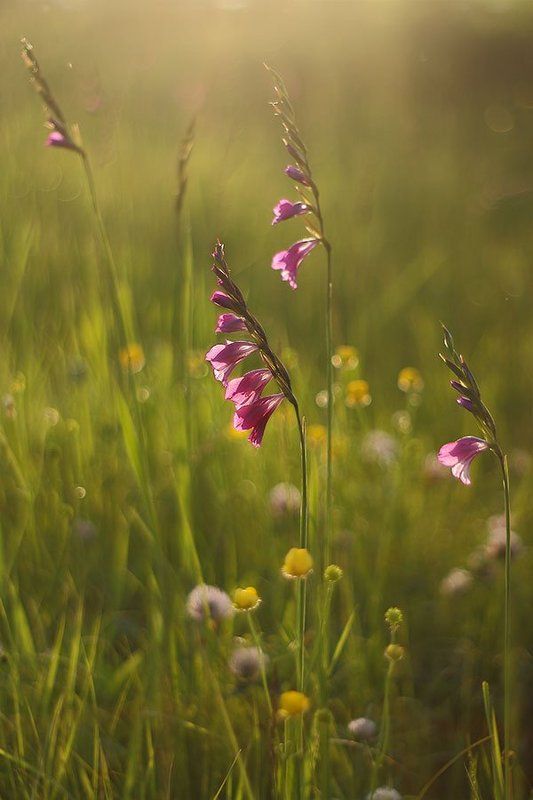Вечерние гладиолусы фото превью