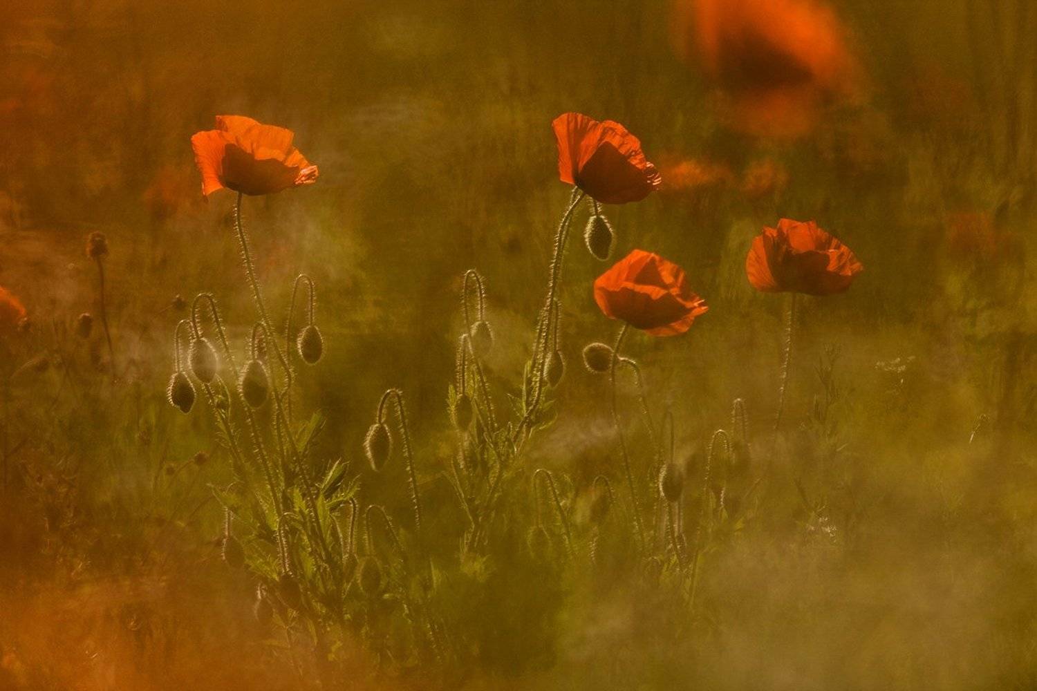 , Юлия Втюрина