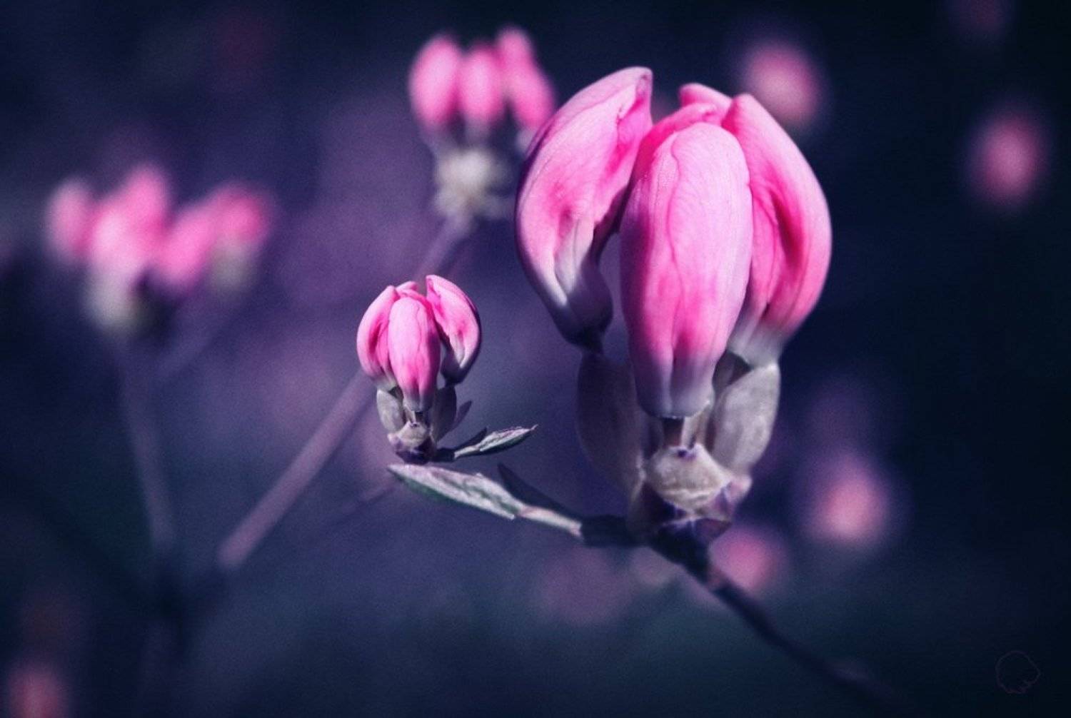 , Никита Харлаута