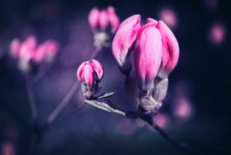 Pink Army фото превью