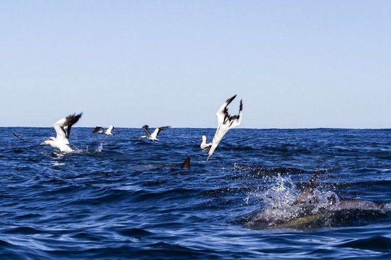 Гонка Сардин, ЮАР, Олуши Гонка Сардин фото превью