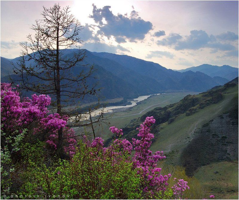 Алтай горный, Катунь, Маральник Лики Катуни фото превью