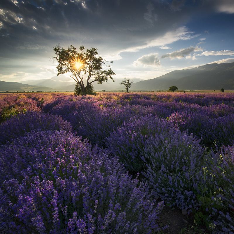 Лавандовые квадраты фото превью