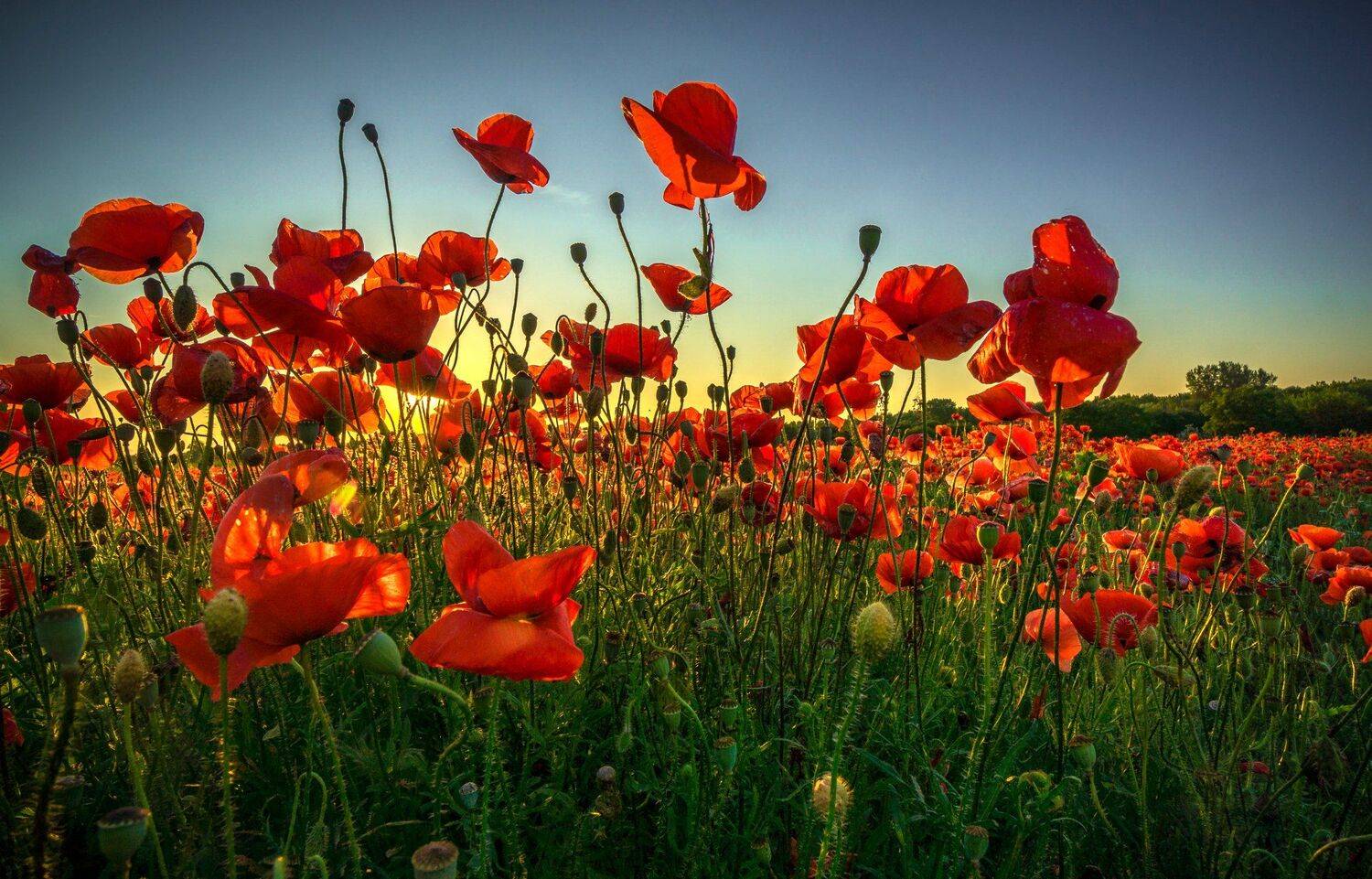 , Илияна Шишкова