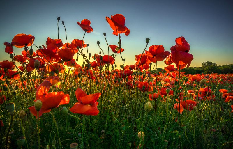 Flowers sunset фото превью