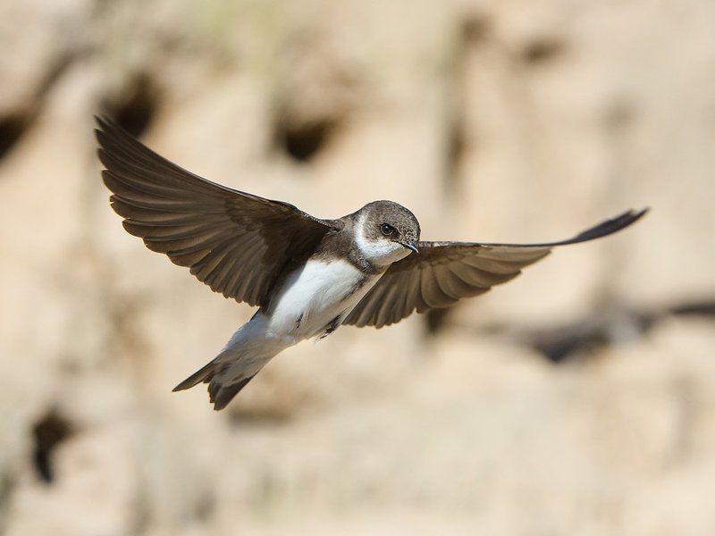 Береговушки фото превью