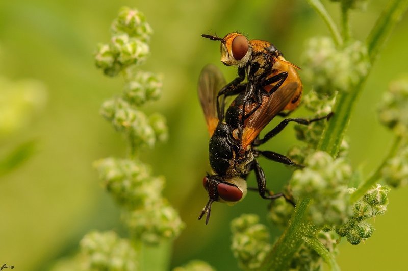 Insect, Macro, Makro, Nature, Wildlife Fiku miku фото превью