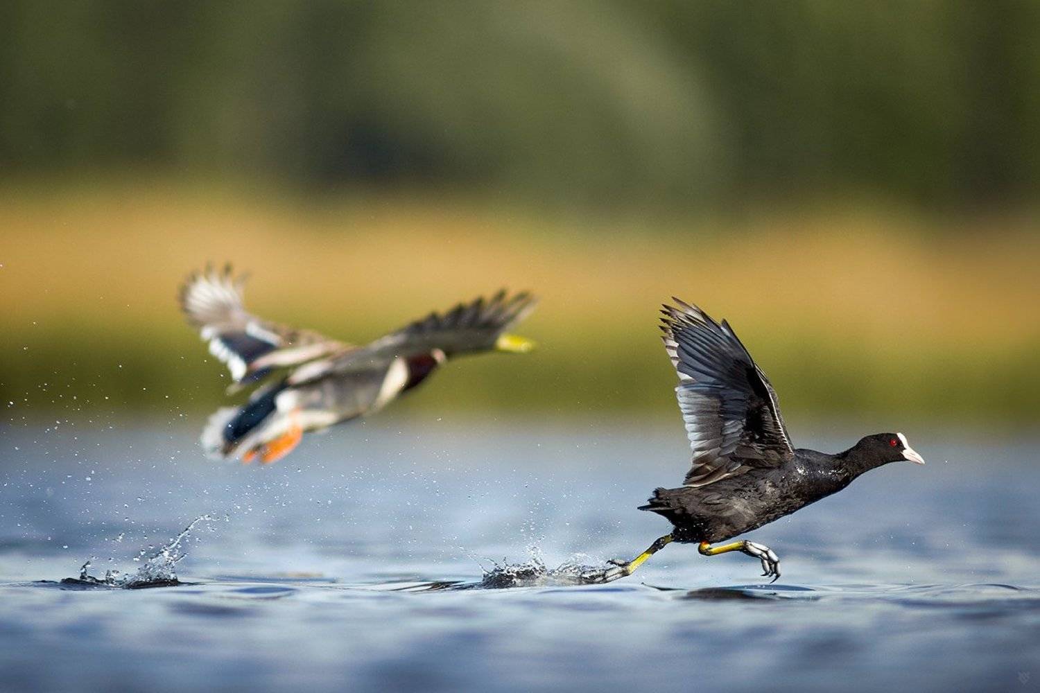 birds, wildlife, race, , Wojciech Grzanka