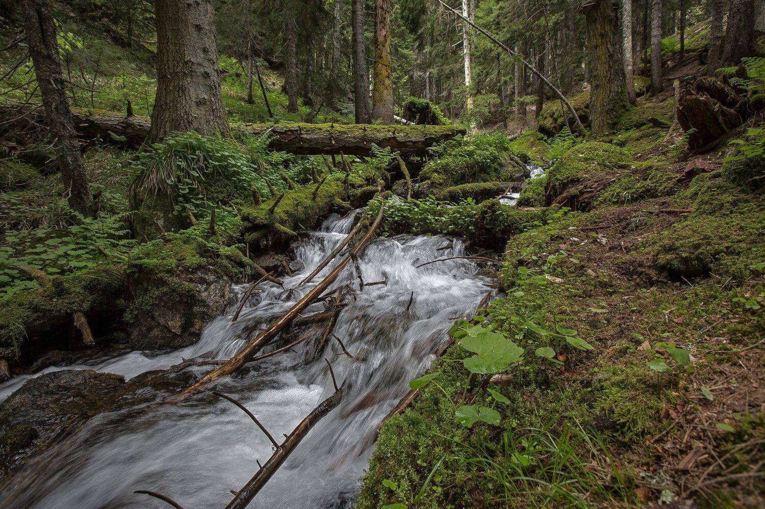 бадукские озера, кчр, лес, ручей, теберда, речка ,ручей, Коркин Вадим