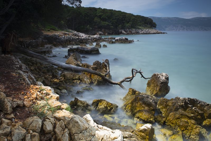 The branch фото превью