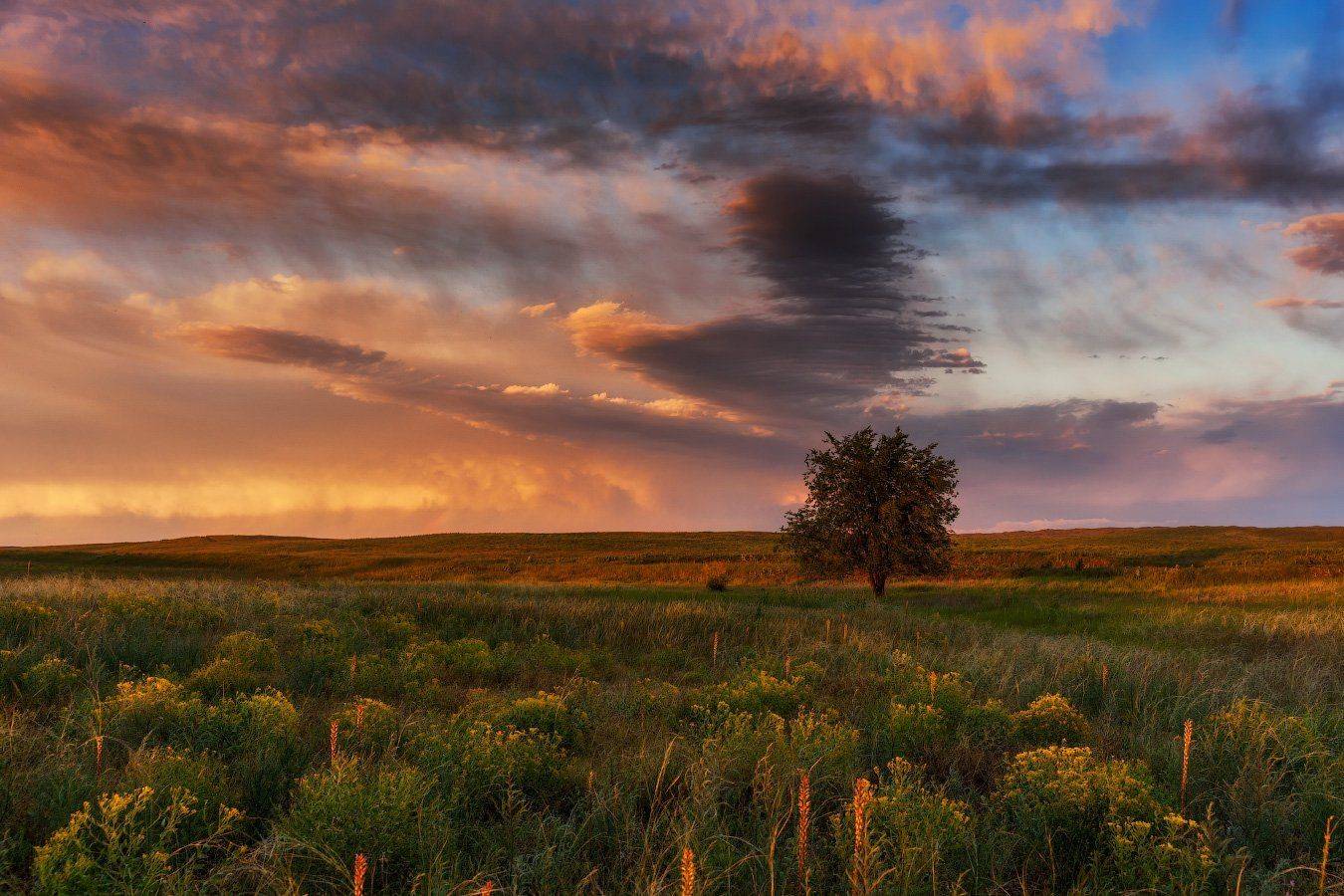 Вечер, Дерево, Закат, Поле, Сорбулак, Ольга Кулакова