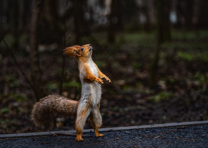 парк, животные, белка Что там у вас вкусненького? фото превью