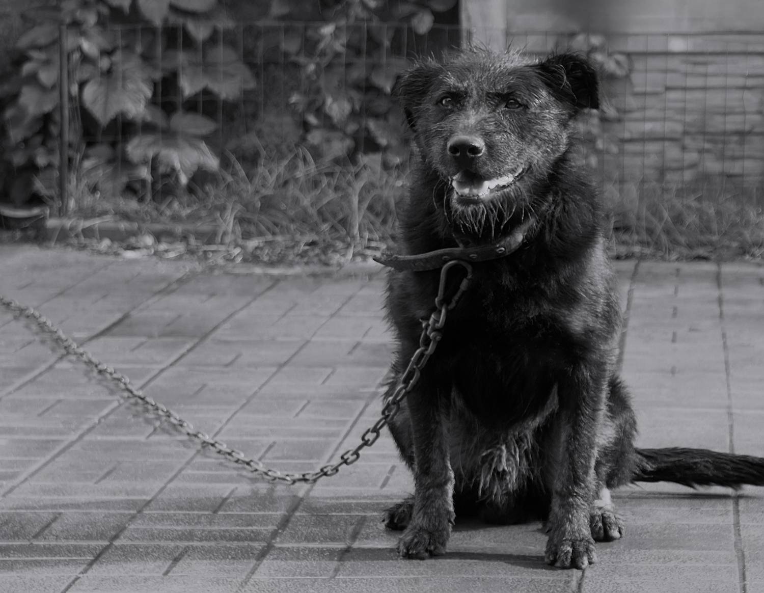 животные, ч/б,  Sixten (Сергей)