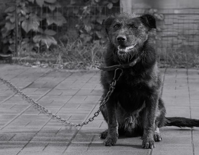 животные, ч/б Я видел цепь фото превью