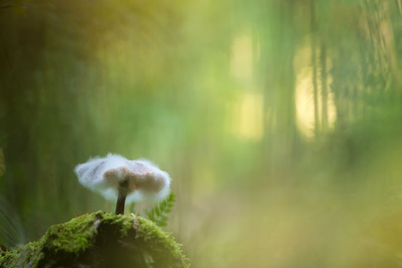 Опёнок осенний Странник фото превью